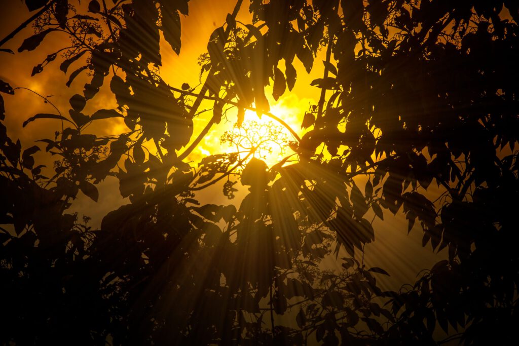 Sonnenstrahlen brechen durch die Silhouetten dichter Baumkronen bei Sonnenuntergang