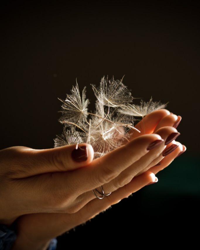 Zarte Pusteblumensamen liegen in einer Hand – Symbol für Loslassen, Wünsche und Neubeginn